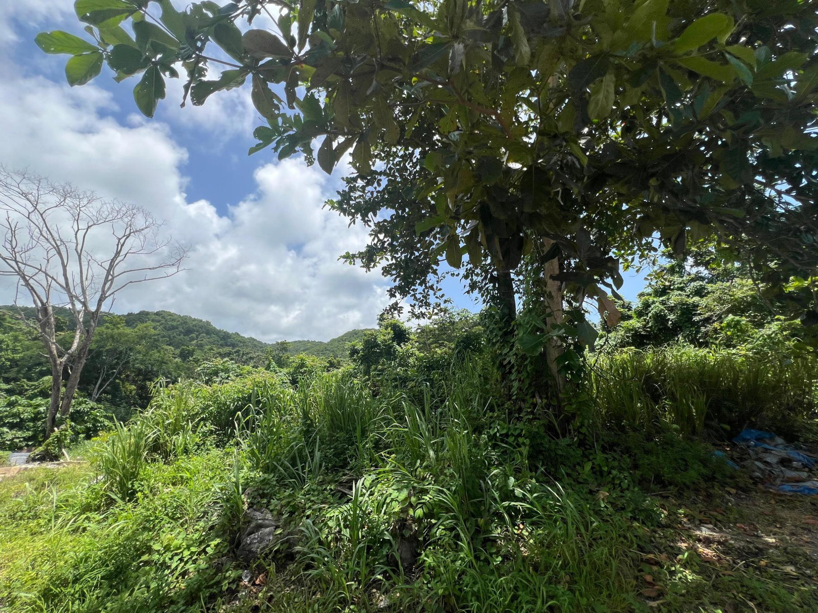 Fifth image of Milano Way in Orchard Housing Scheme, Hanover, Jamaica - property is For Sale
