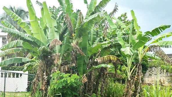 Seventh image of 532 Aries Avenue in Kingston 19, St. Andrew, Jamaica - property is For Sale