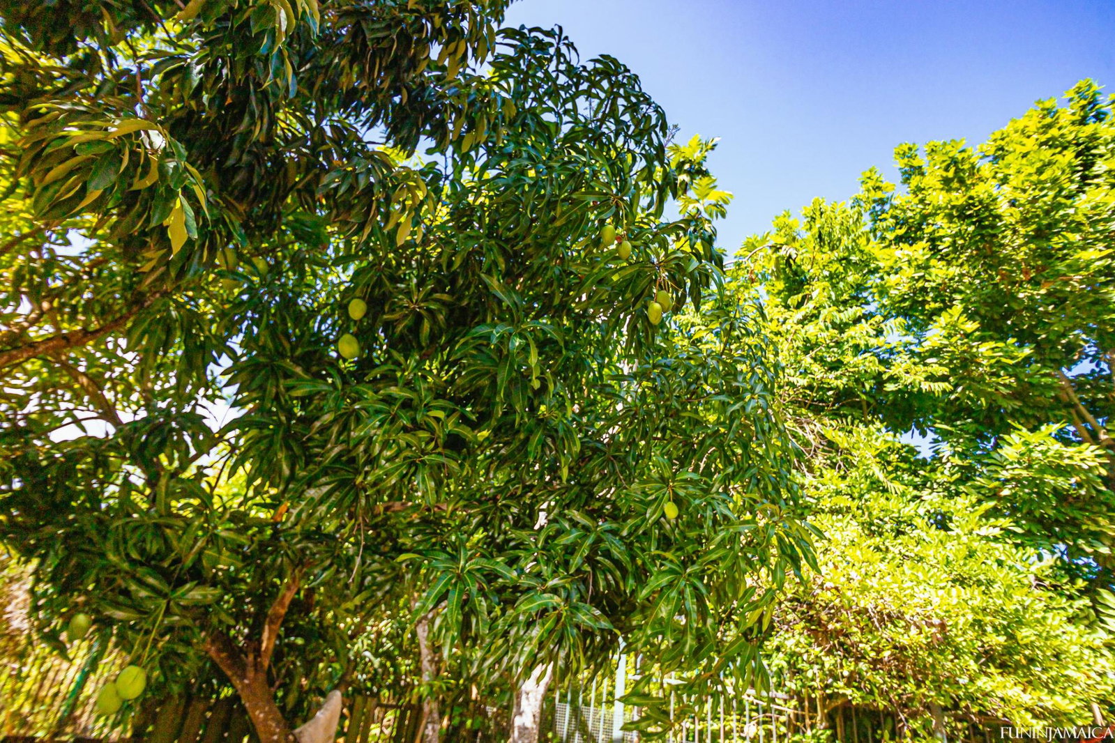Twenty-First image of 229- East Mountain Pride Avenu in Kingston 6, St. Andrew, Jamaica - property is For Sale