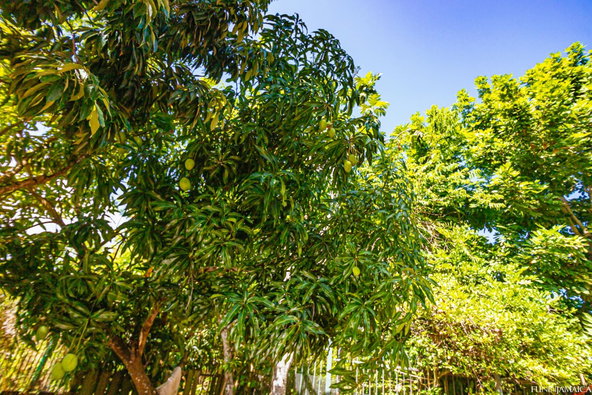 Twenty-First image of 229- East Mountain Pride Avenu in Kingston 6, St. Andrew, Jamaica - property is For Sale