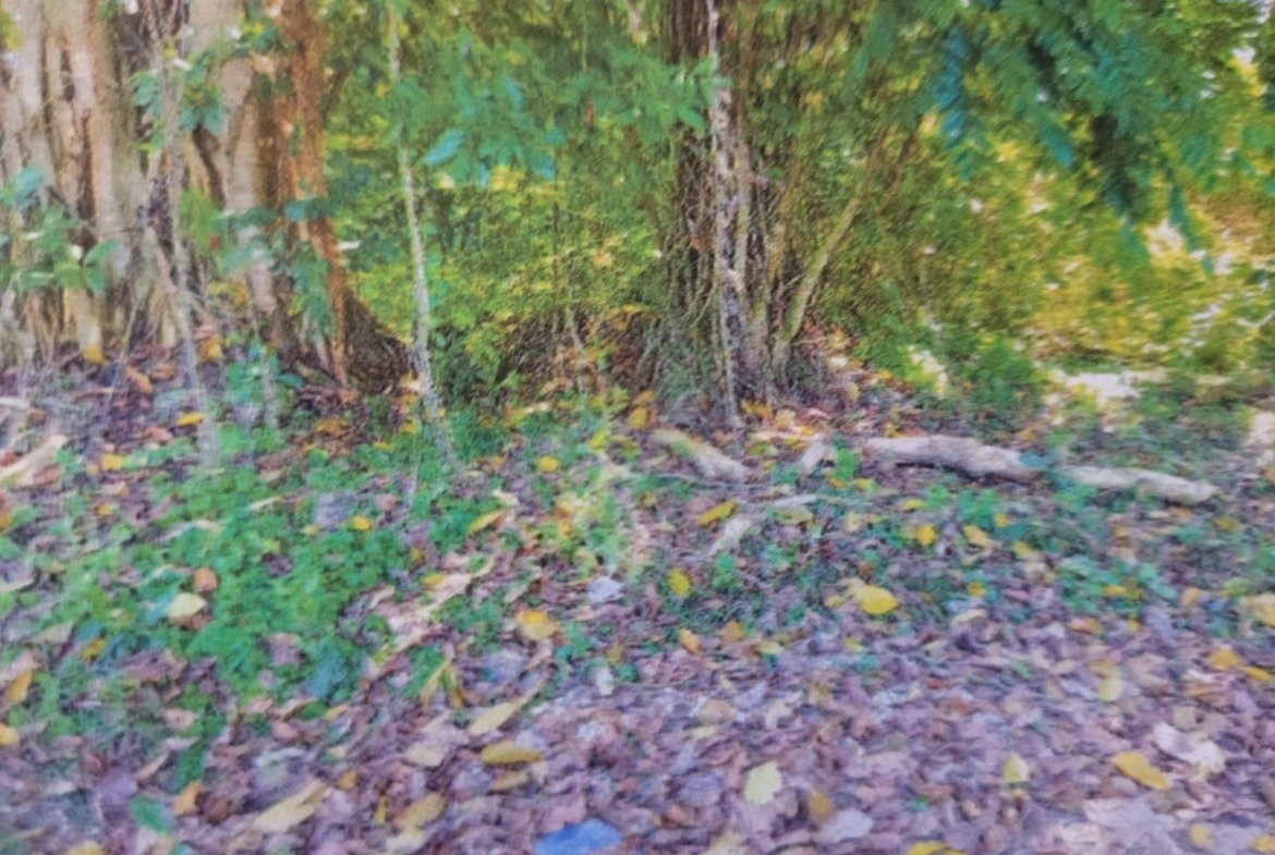 Second image of Land Part of Shenton, Bog in Bog Walk, St. Catherine, Jamaica - property is For Sale