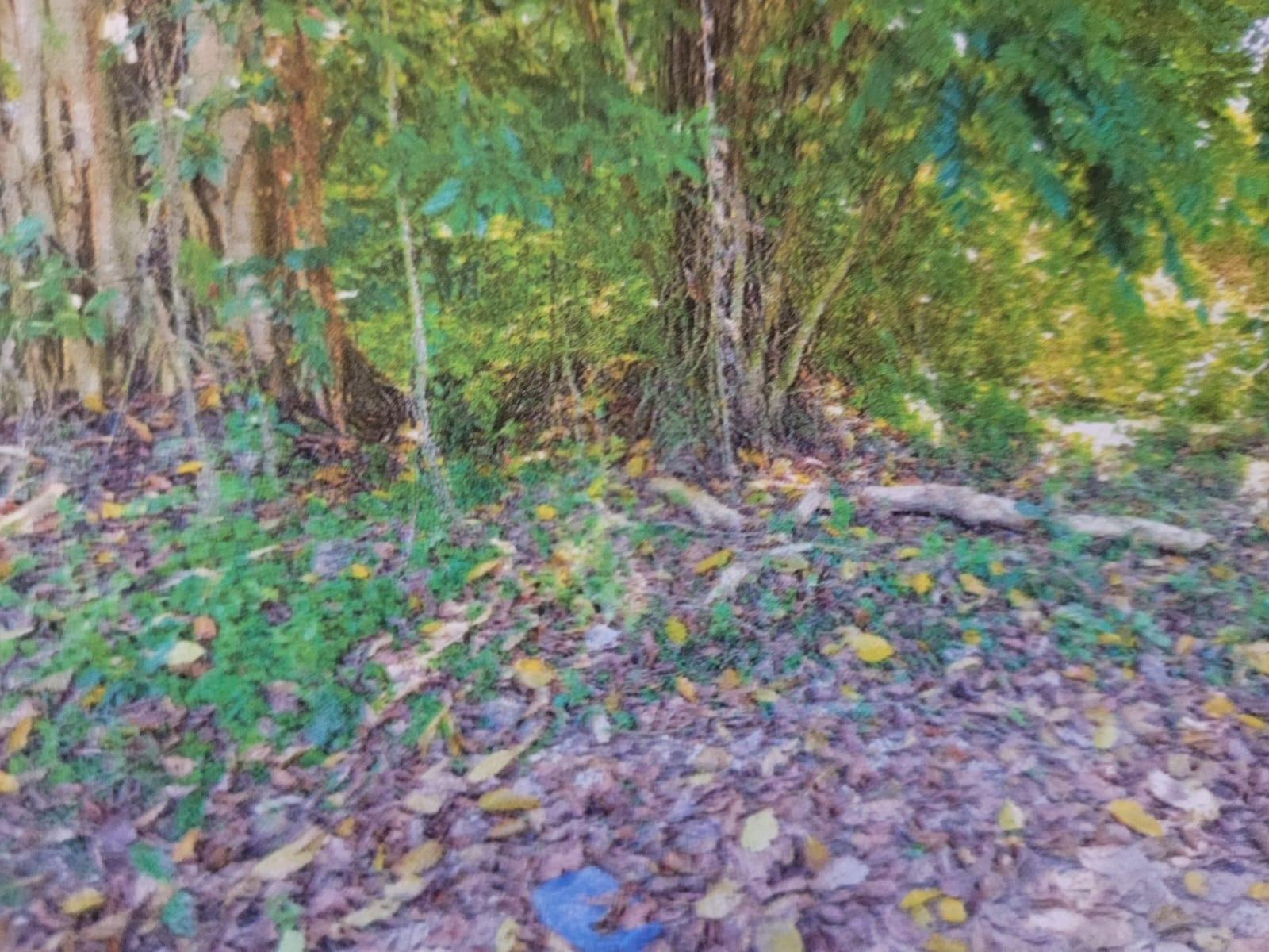 Second image of Land Part of Shenton, Bog in Bog Walk, St. Catherine, Jamaica - property is For Sale