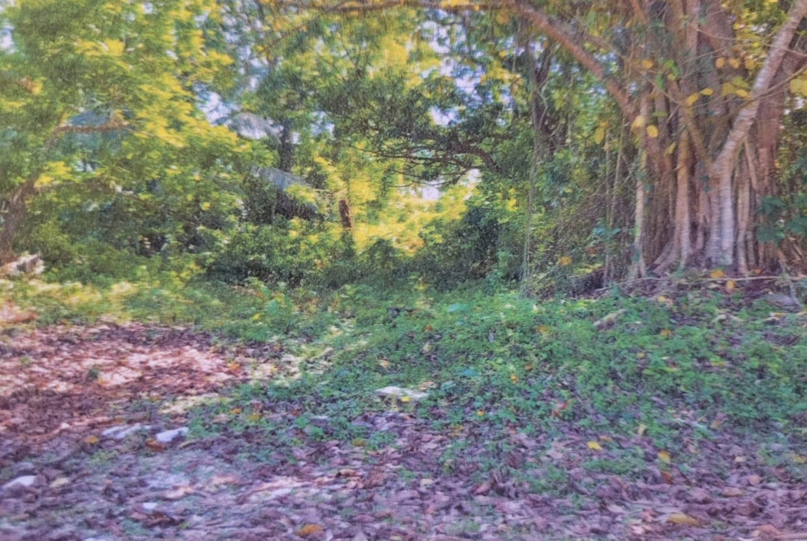 First image of Land Part of Shenton, Bog in Bog Walk, St. Catherine, Jamaica - property is For Sale