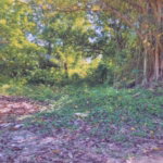 First image of Land Part of Shenton, Bog in Bog Walk, St. Catherine, Jamaica - property is For Sale