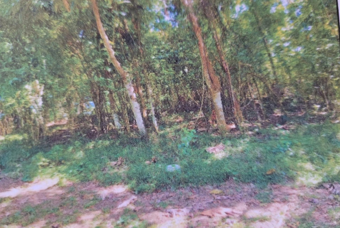 Third image of Land Part of Shenton, Bog in Bog Walk, St. Catherine, Jamaica - property is For Sale