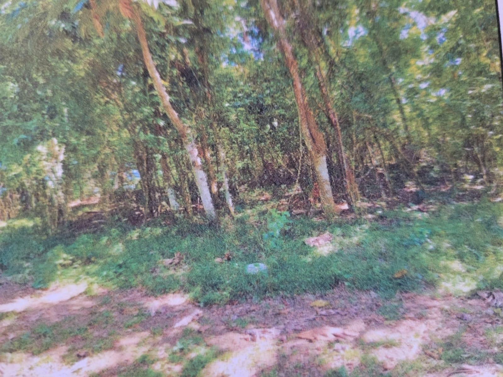 Third image of Land Part of Shenton, Bog in Bog Walk, St. Catherine, Jamaica - property is For Sale