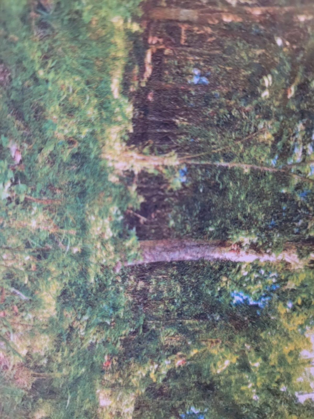 Fourth image of Land Part of Shenton, Bog in Bog Walk, St. Catherine, Jamaica - property is For Sale