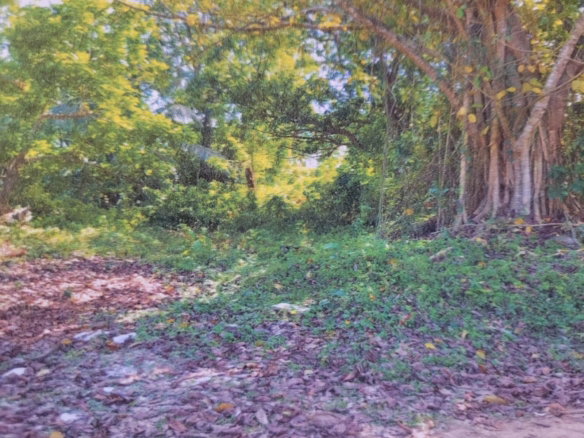 First image of Land Part of Shenton, Bog in Bog Walk, St. Catherine, Jamaica - property is For Sale
