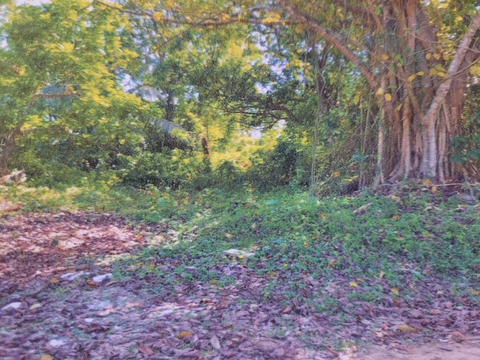 First image of Land Part of Shenton, Bog in Bog Walk, St. Catherine, Jamaica - property is For Sale