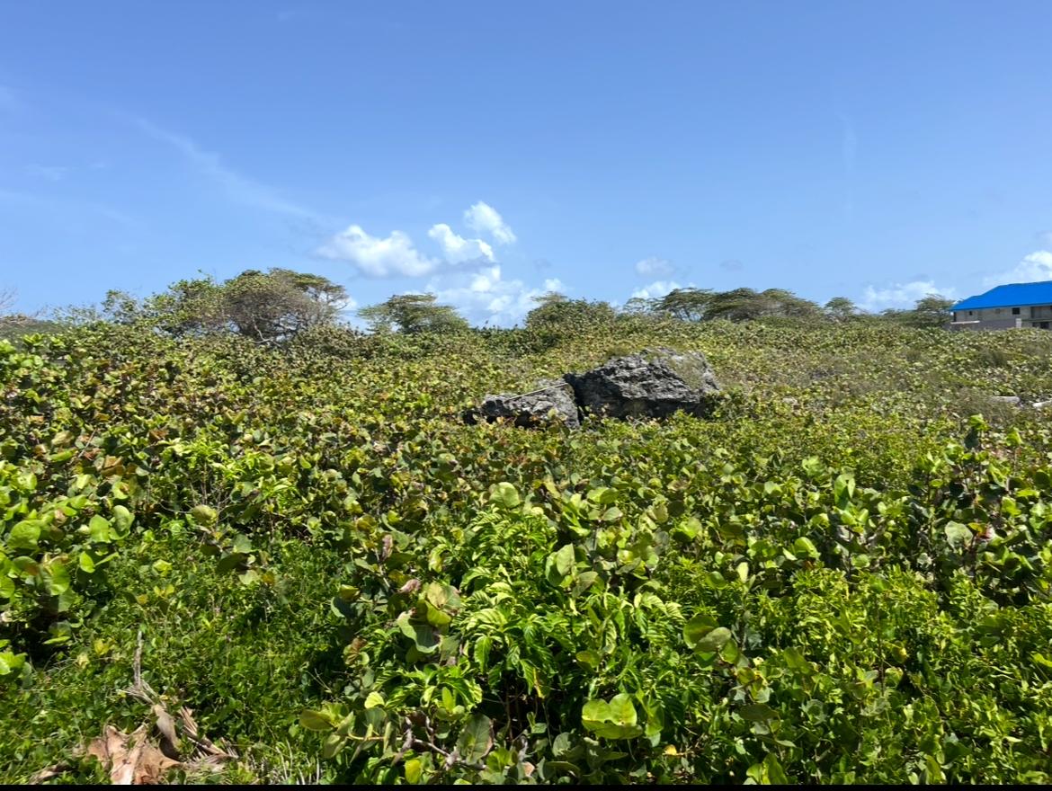 Fourth image of Three Miles Lane in Galina, St. Mary, Jamaica - property is For Sale