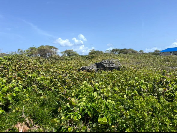 Fourth image of Three Miles Lane in Galina, St. Mary, Jamaica - property is For Sale