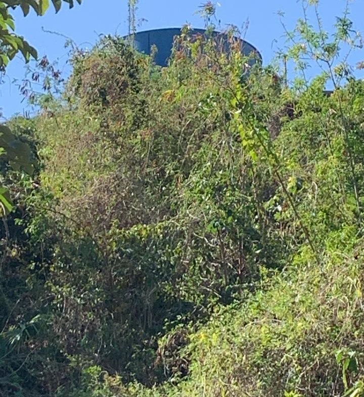 Seventh image of Maverley Mountain in Red Hills, St. Andrew, Jamaica - property is For Sale