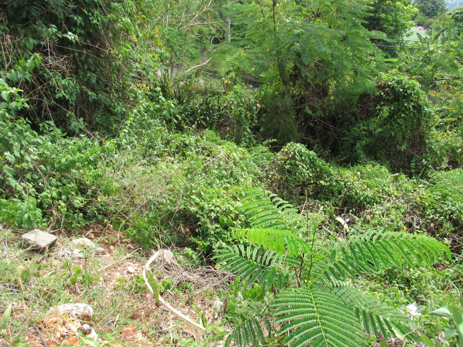 Sixth image of 4- Red Hills Road, Forest hi in Red Hills, St. Andrew, Jamaica - property is For Sale