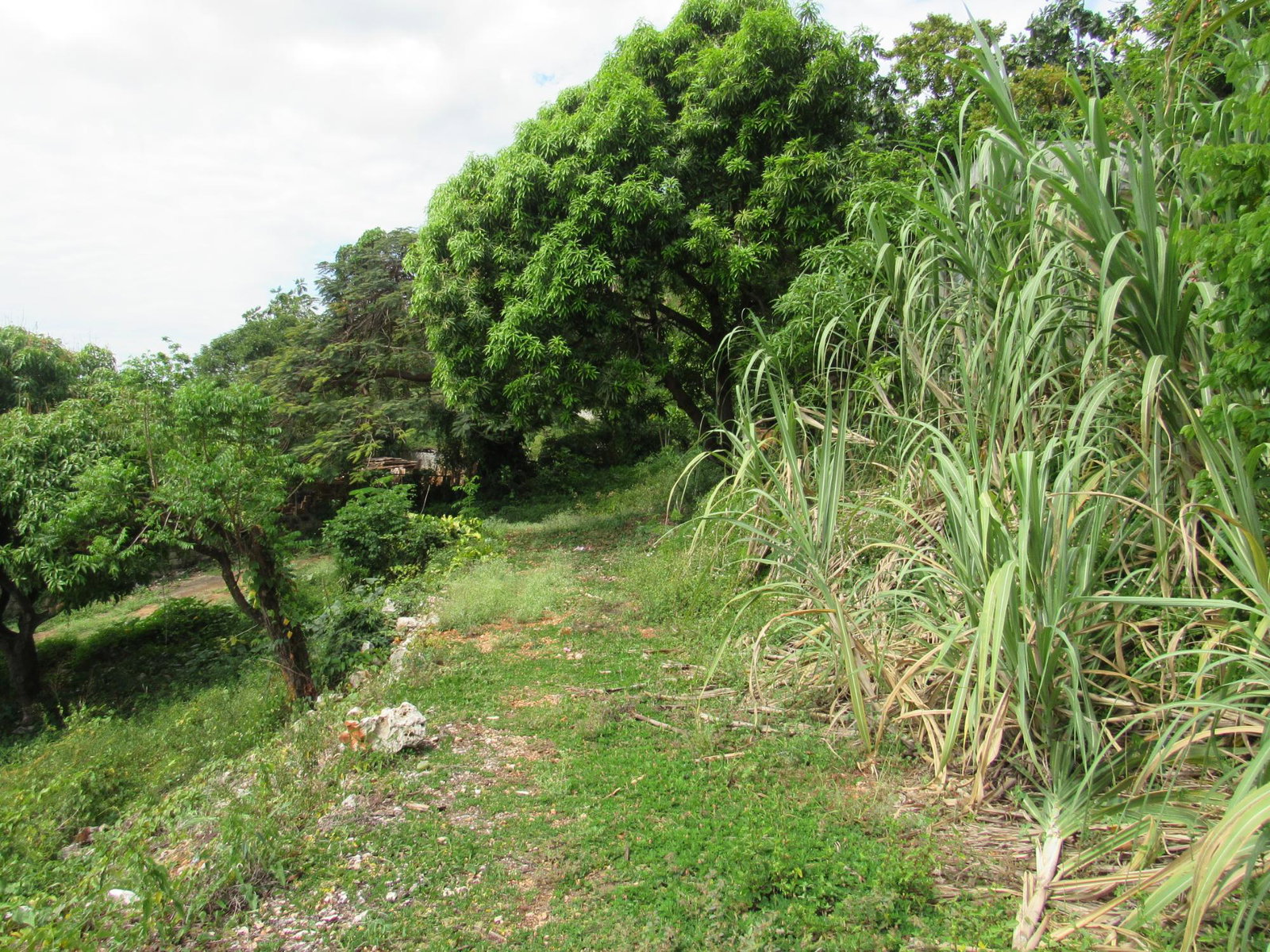 Eighth image of 4- Red Hills Road, Forest hi in Red Hills, St. Andrew, Jamaica - property is For Sale