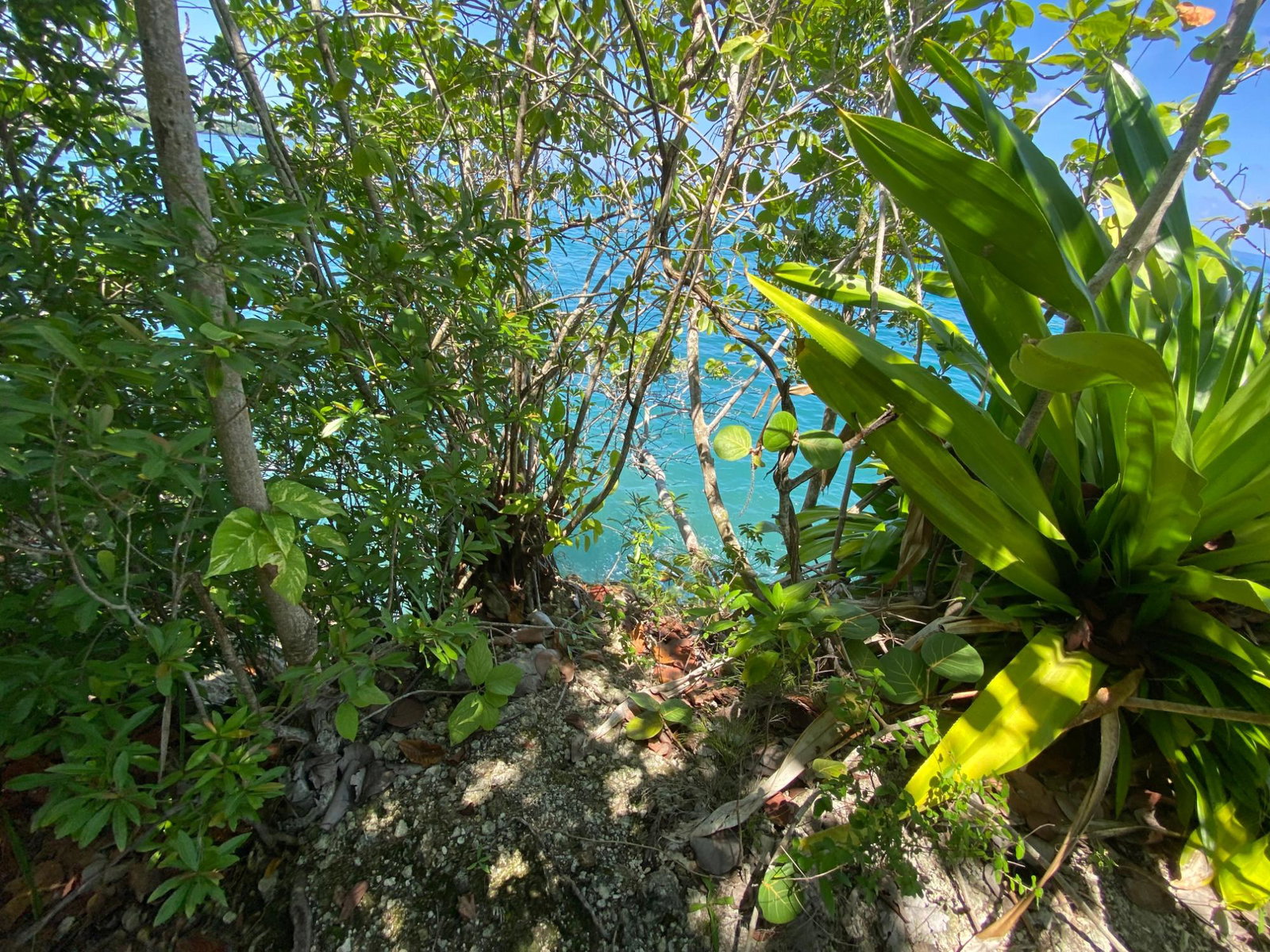 Seventh image of 4 Boscobel in Boscobel, St. Mary, Jamaica - property is For Sale