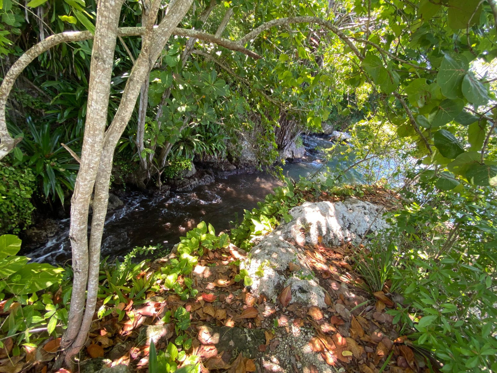 Tenth image of 4 Boscobel in Boscobel, St. Mary, Jamaica - property is For Sale