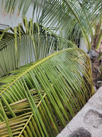Third image of 715 Parrot Drive, Innswood vi in Innswood Village, St. Catherine, Jamaica - property is For Sale