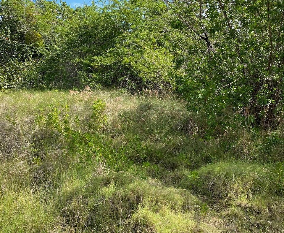 Fourth image of 100 Parottee Road in Black River, St. Elizabeth, Jamaica - property is For Sale