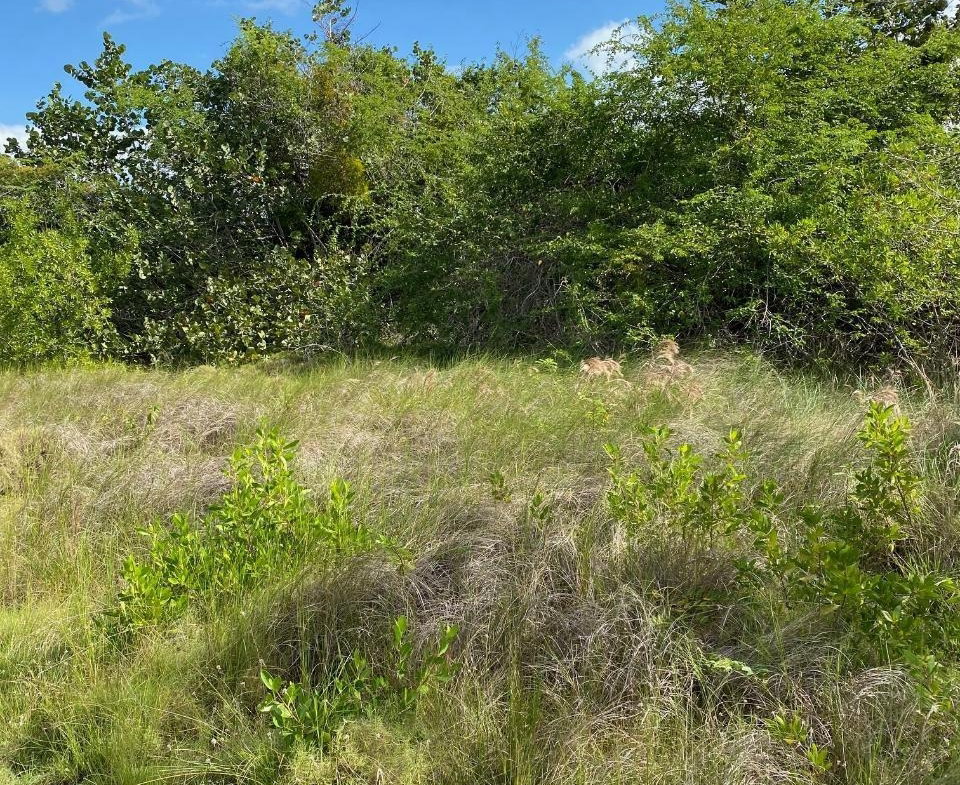 Fifth image of 100 Parottee Road in Black River, St. Elizabeth, Jamaica - property is For Sale