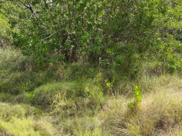 First image of 100 Parottee Road in Black River, St. Elizabeth, Jamaica - property is For Sale