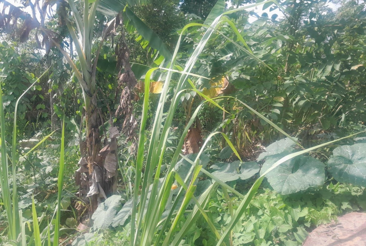 Sixth image of 60 Caledonia Road in Mandeville, Manchester, Jamaica - property is For Sale