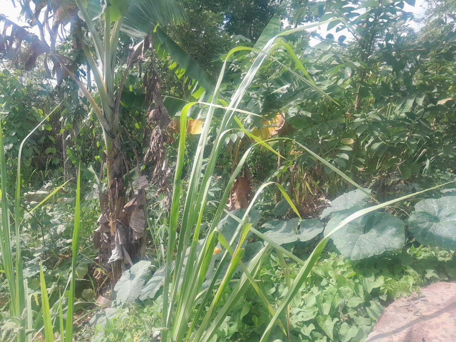 Sixth image of 60 Caledonia Road in Mandeville, Manchester, Jamaica - property is For Sale