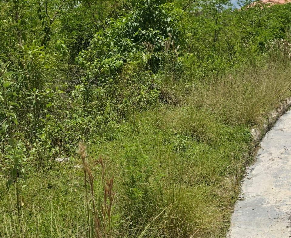 Sixth image of Lot 65- Palmbrook Estate Lacovia in Lacovia, St. Elizabeth, Jamaica - property is For Sale