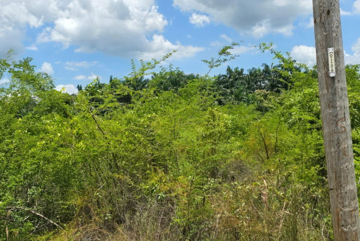 Seventh image of Lot 65- Palmbrook Estate Lacovia in Lacovia, St. Elizabeth, Jamaica - property is For Sale