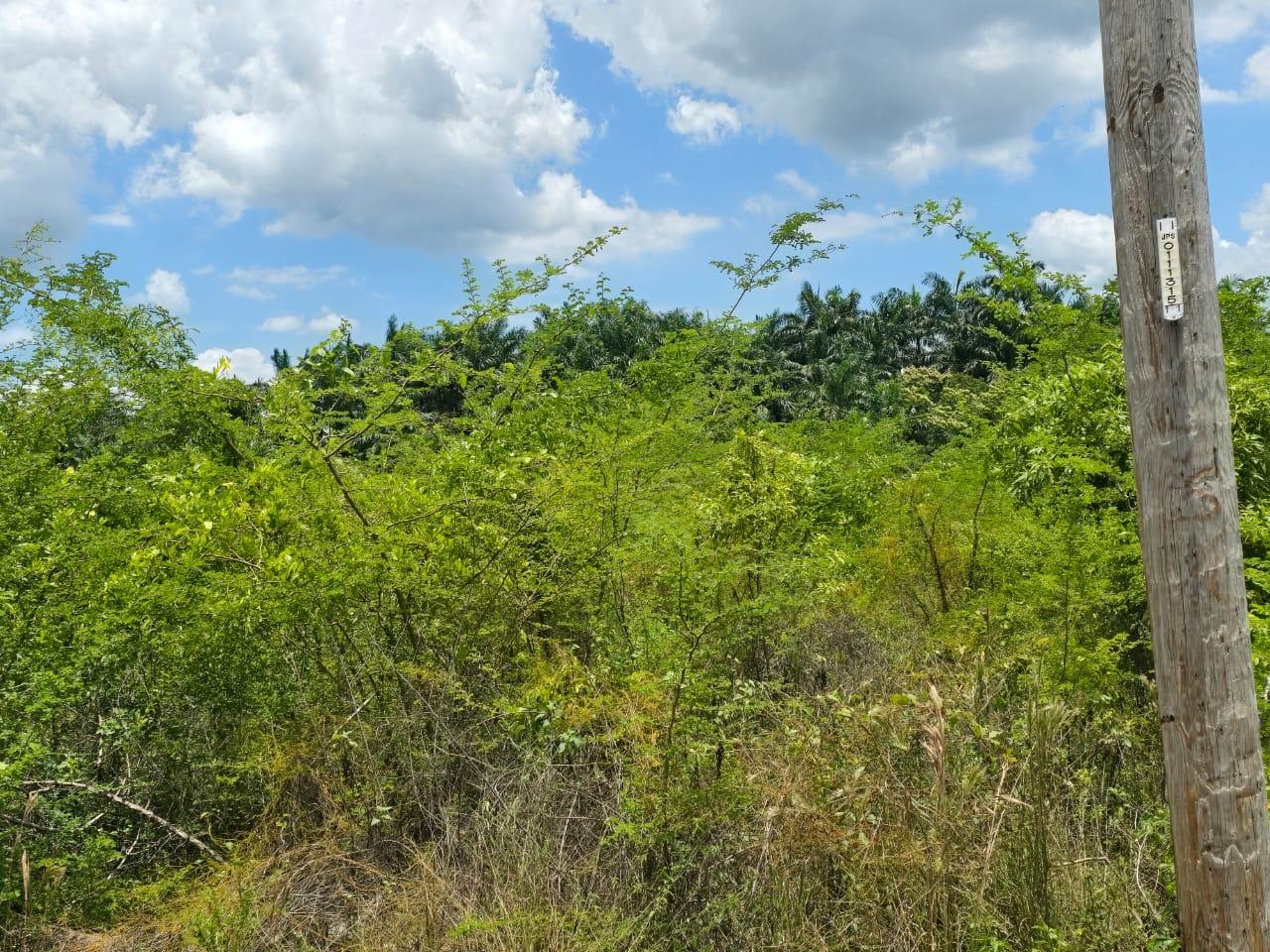 Seventh image of Lot 65- Palmbrook Estate Lacovia in Lacovia, St. Elizabeth, Jamaica - property is For Sale