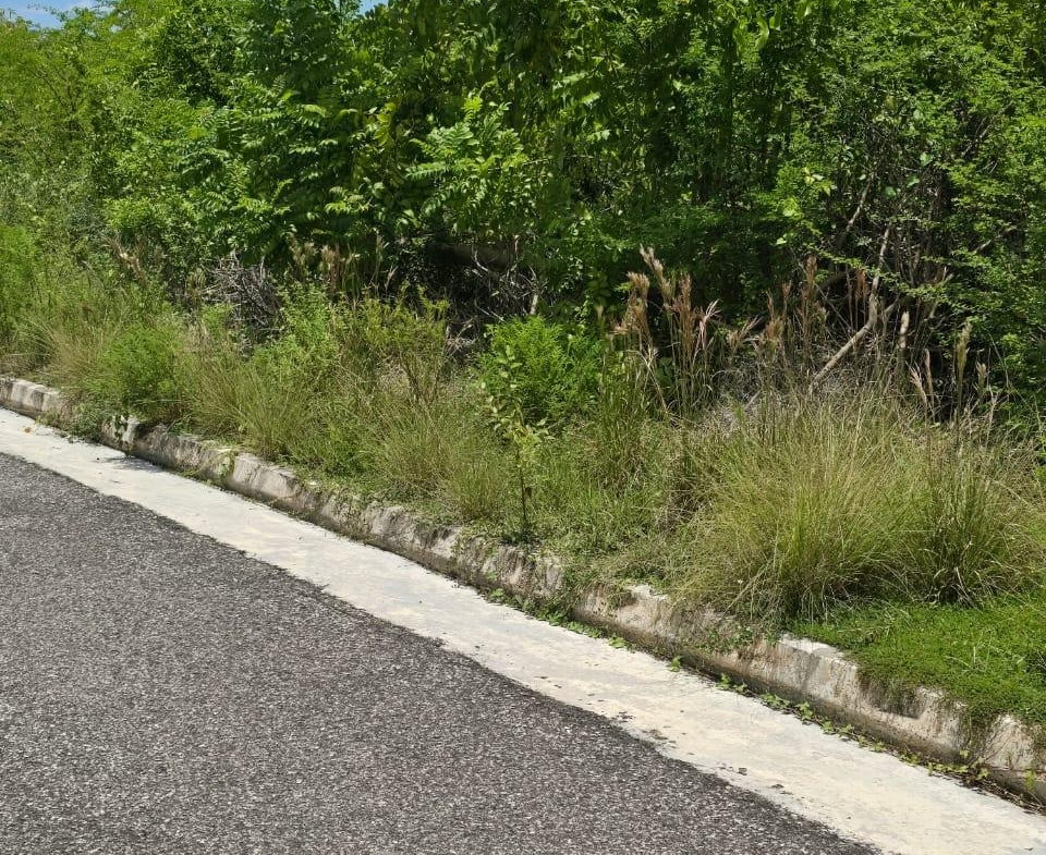 Ninth image of Lot 65- Palmbrook Estate Lacovia in Lacovia, St. Elizabeth, Jamaica - property is For Sale