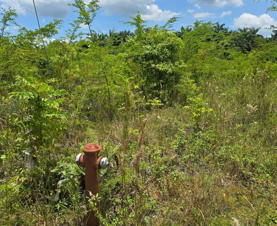 Eleventh image of Lot 65- Palmbrook Estate Lacovia in Lacovia, St. Elizabeth, Jamaica - property is For Sale