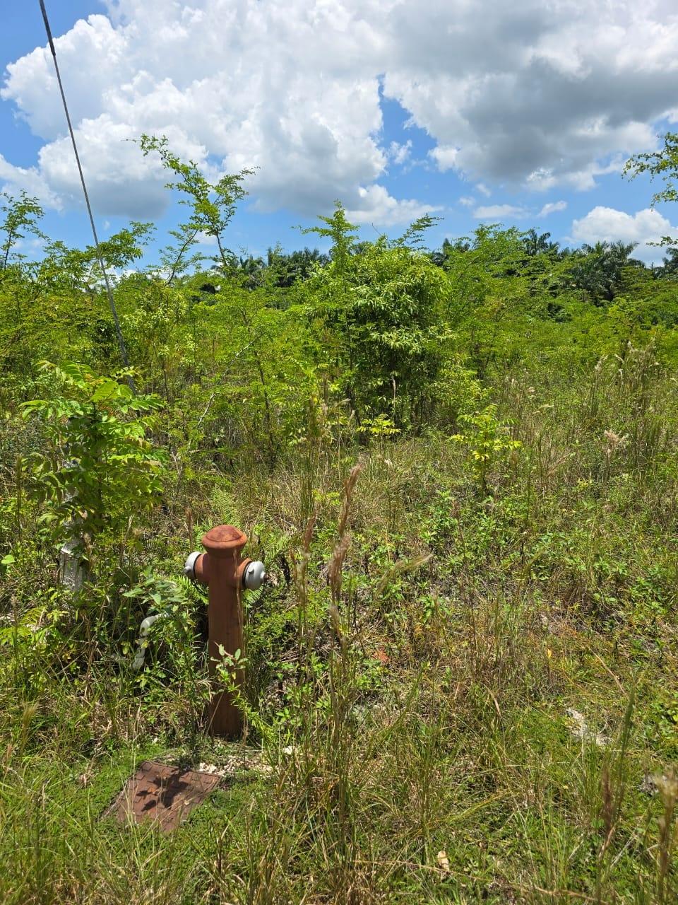 Eleventh image of Lot 65- Palmbrook Estate Lacovia in Lacovia, St. Elizabeth, Jamaica - property is For Sale