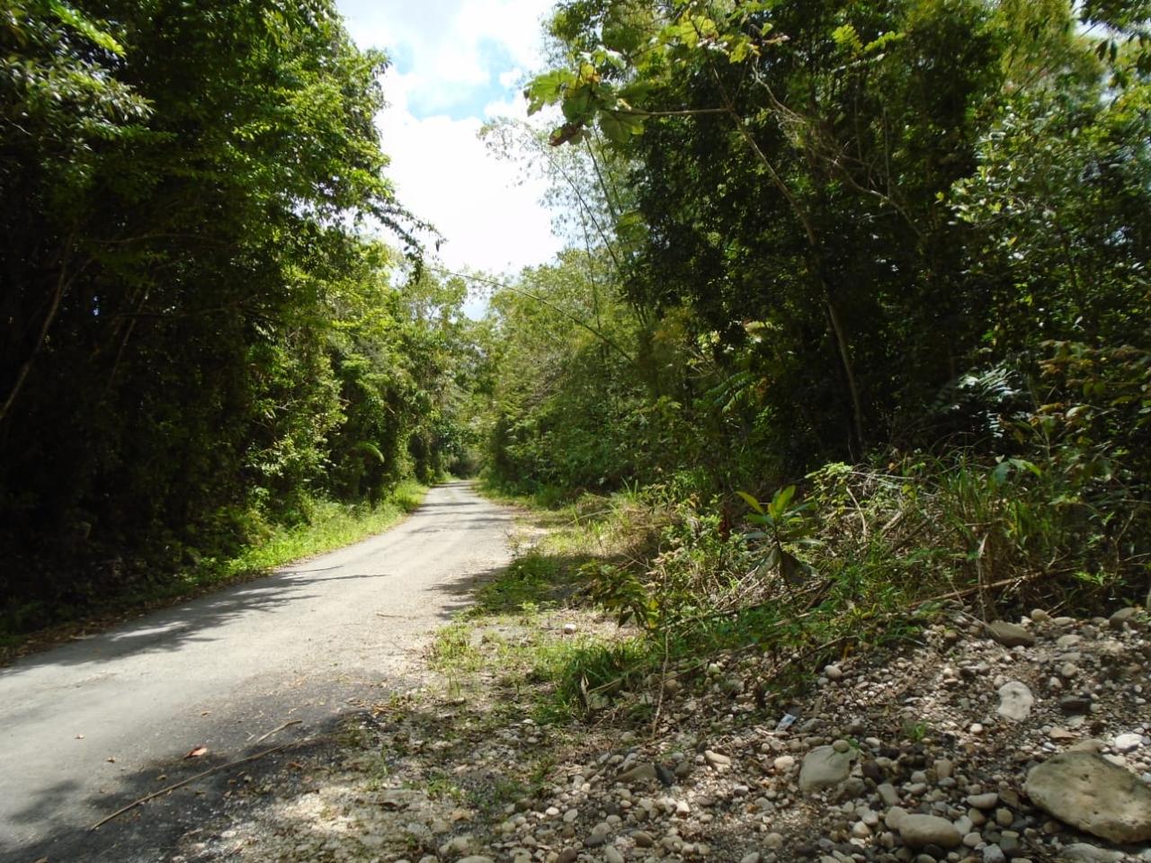 Second image of Part of Bellevue in Carron Hall, St. Mary, Jamaica - property is For Sale