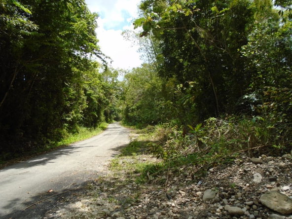 Second image of Part of Bellevue in Carron Hall, St. Mary, Jamaica - property is For Sale