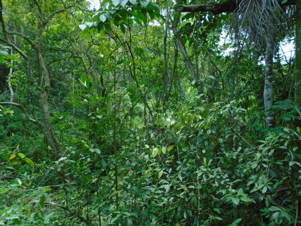 Eleventh image of Part of Bellevue in Carron Hall, St. Mary, Jamaica - property is For Sale