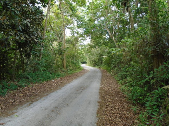 Third image of Part of Bellevue in Carron Hall, St. Mary, Jamaica - property is For Sale