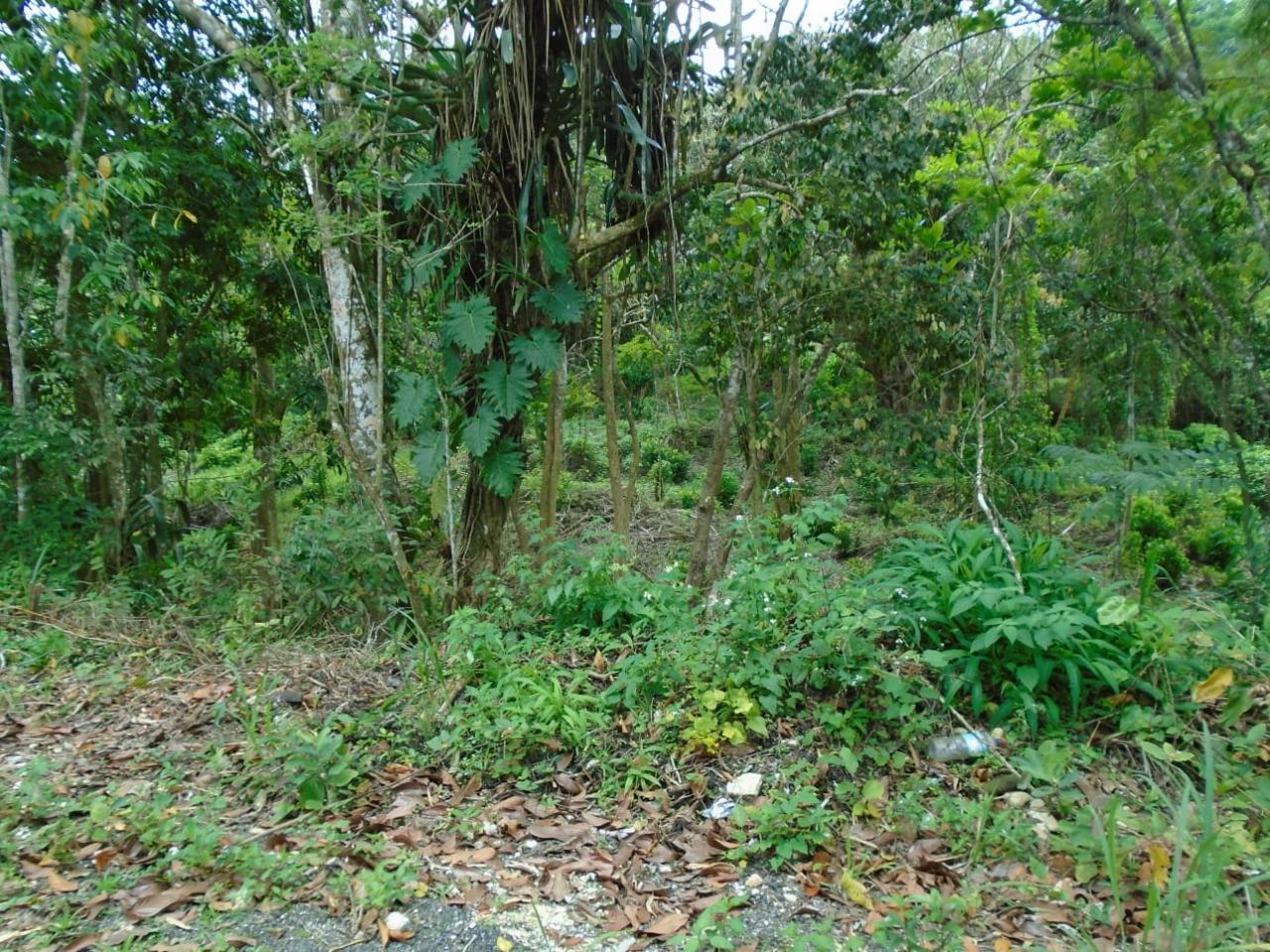 Fourth image of Part of Bellevue in Carron Hall, St. Mary, Jamaica - property is For Sale