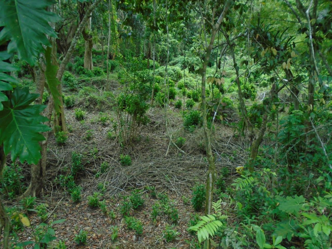Fifth image of Part of Bellevue in Carron Hall, St. Mary, Jamaica - property is For Sale