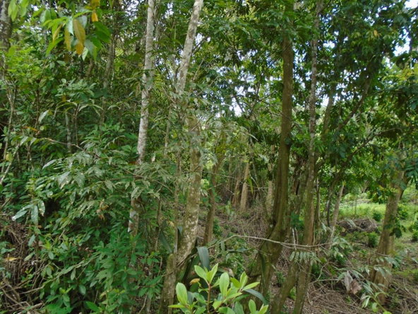 Sixth image of Part of Bellevue in Carron Hall, St. Mary, Jamaica - property is For Sale