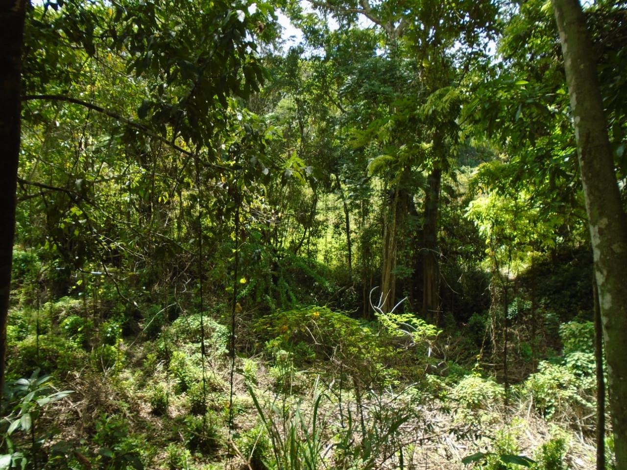 Seventh image of Part of Bellevue in Carron Hall, St. Mary, Jamaica - property is For Sale