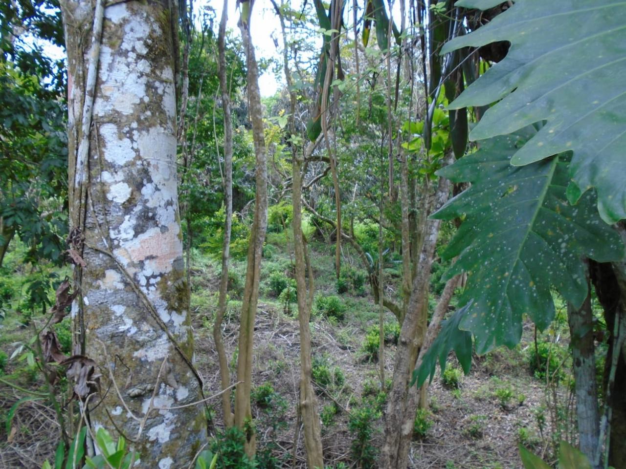 Eighth image of Part of Bellevue in Carron Hall, St. Mary, Jamaica - property is For Sale