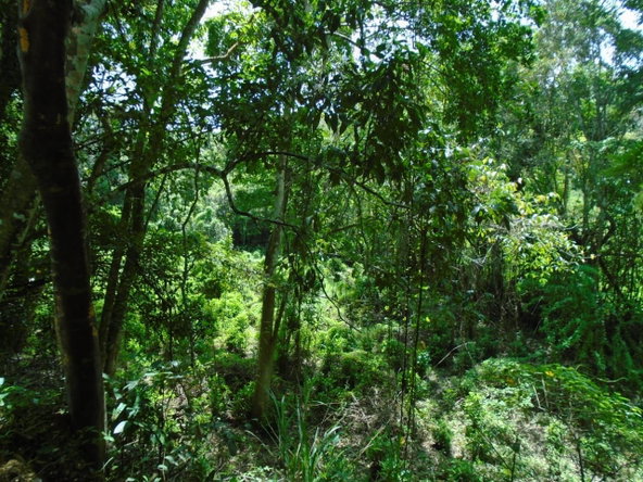 Ninth image of Part of Bellevue in Carron Hall, St. Mary, Jamaica - property is For Sale