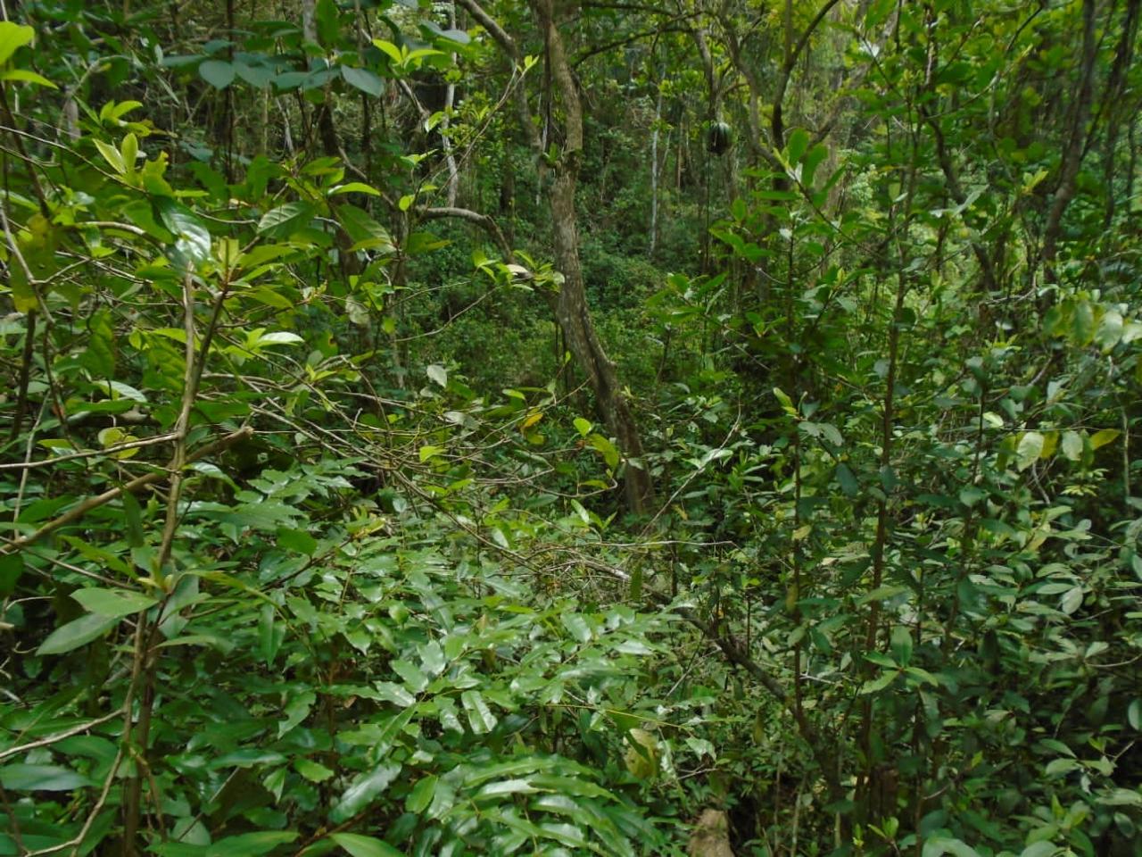 Tenth image of Part of Bellevue in Carron Hall, St. Mary, Jamaica - property is For Sale