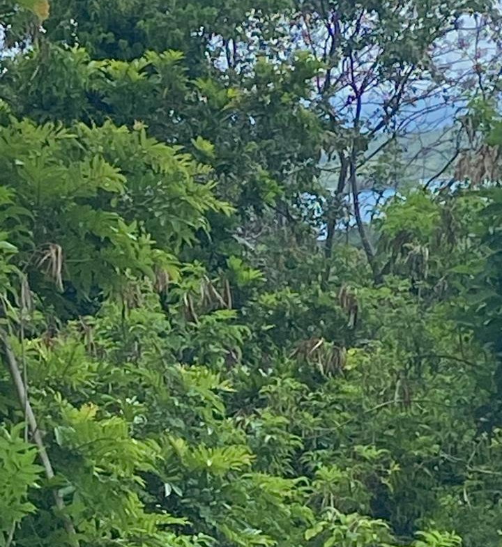 Thirteenth image of Lot 141 Boscobel Heights Lot 141 in Boscobel, St. Mary, Jamaica - property is For Sale