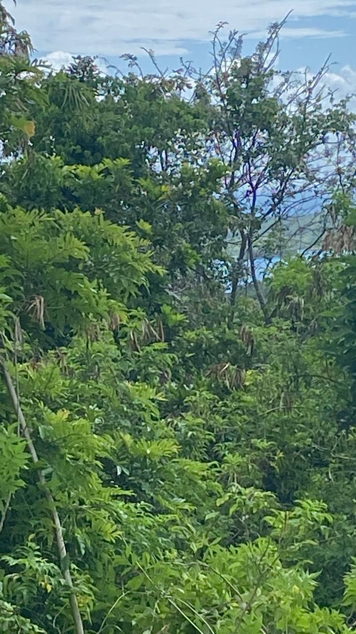 Thirteenth image of Lot 141 Boscobel Heights Lot 141 in Boscobel, St. Mary, Jamaica - property is For Sale