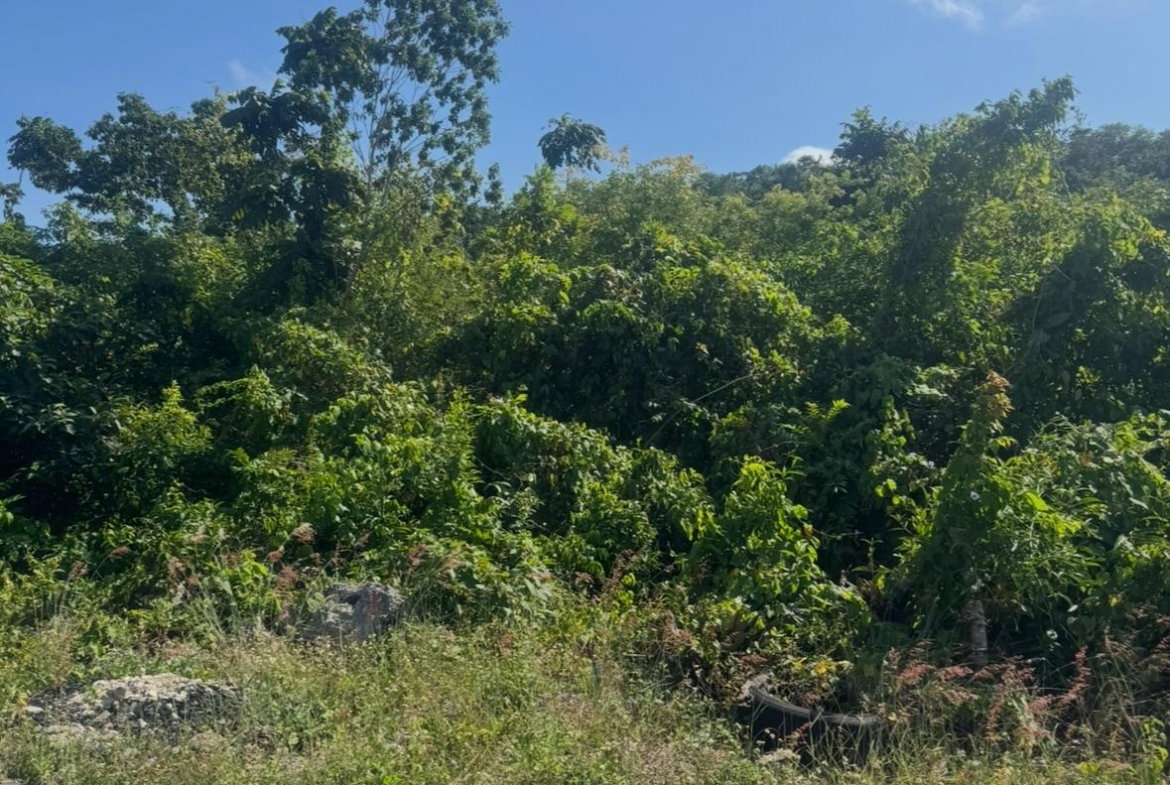 Seventeenth image of Lot 24 Constitution dr Bosobel in Boscobel, St. Mary, Jamaica - property is For Sale