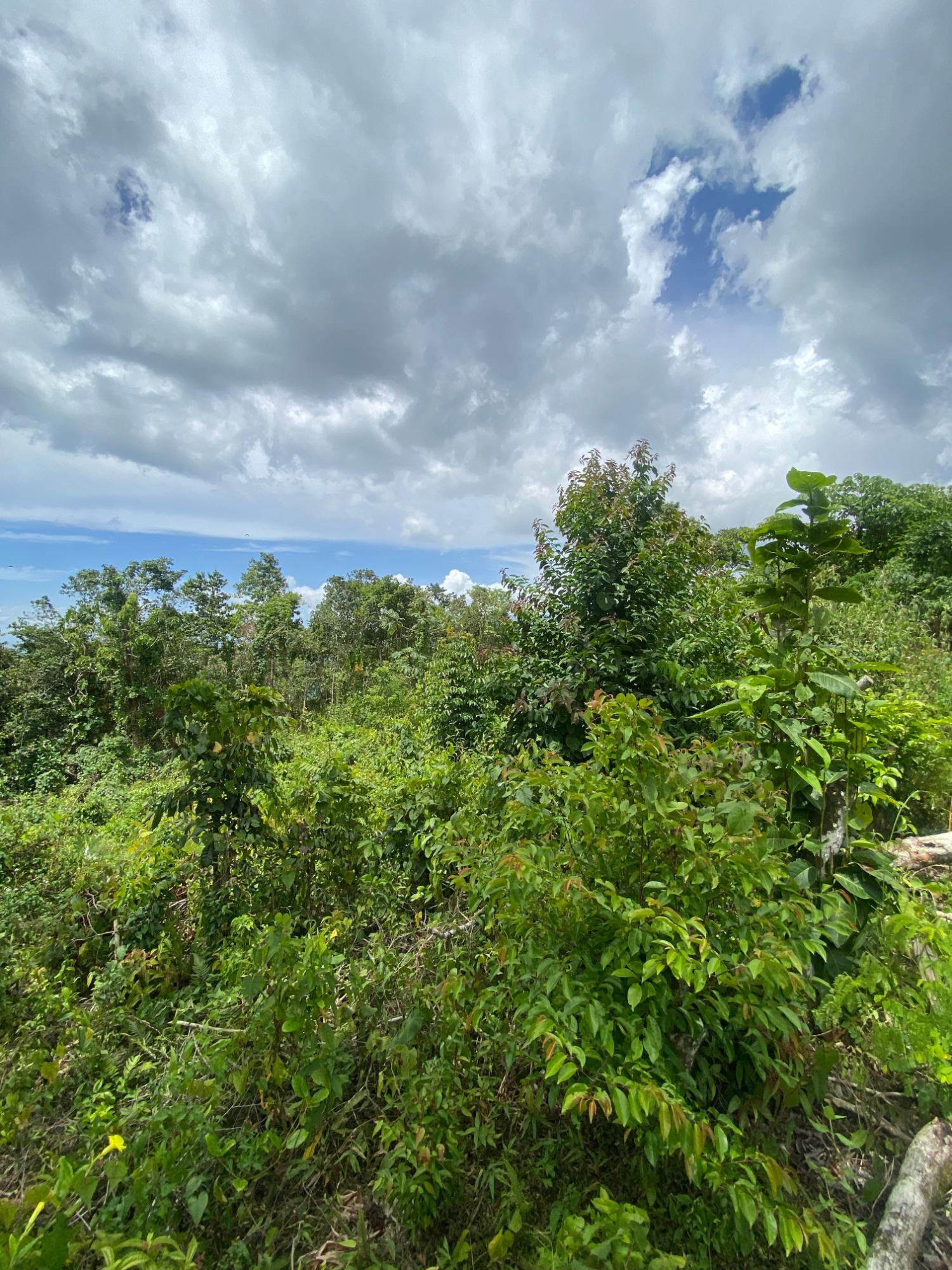 Twelfth image of Lot-59 Fraser Crescent, Coopers in Red Hills, St. Andrew, Jamaica - property is For Sale