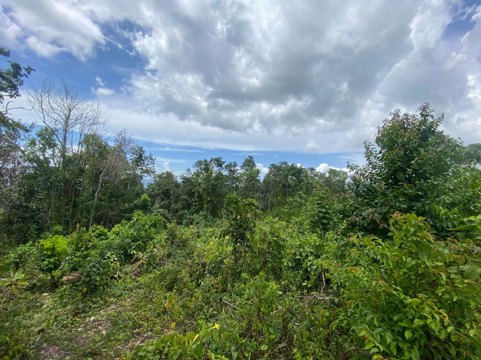 Fourteenth image of Lot-59 Fraser Crescent, Coopers in Red Hills, St. Andrew, Jamaica - property is For Sale
