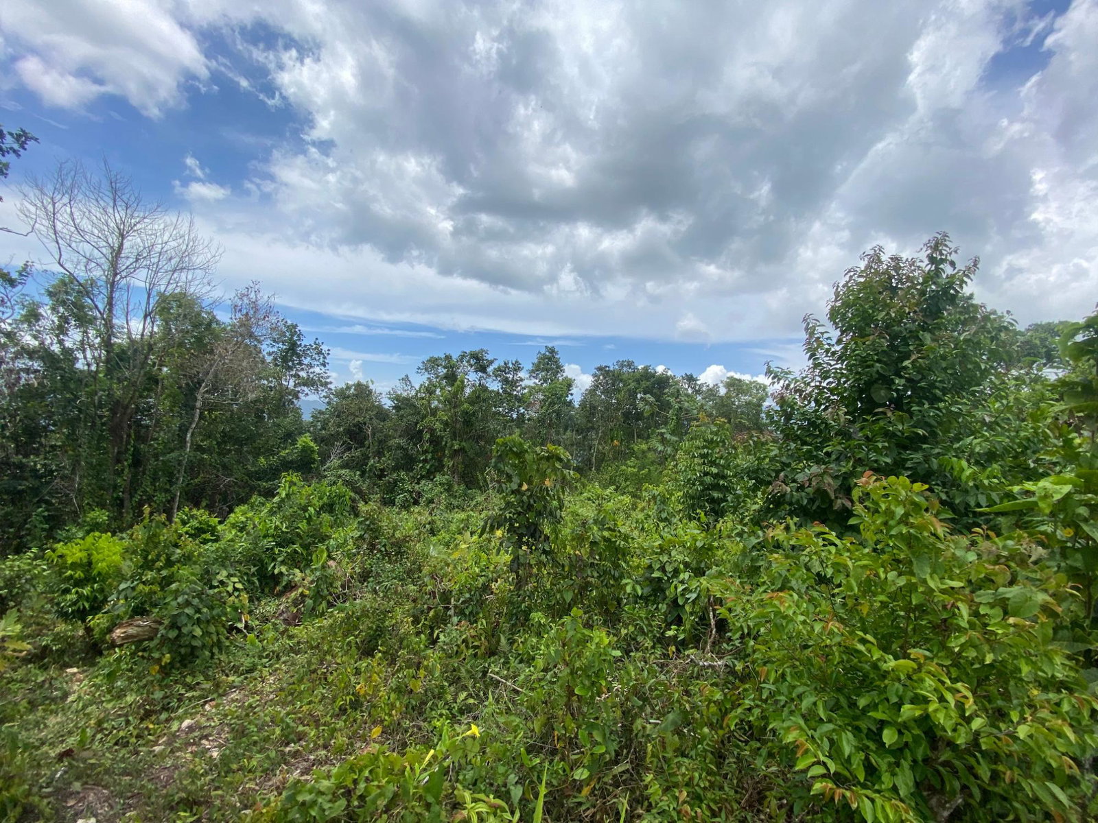 Sixteenth image of Lot-59 Fraser Crescent, Coopers in Red Hills, St. Andrew, Jamaica - property is For Sale