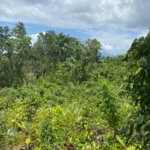 First image of Lot-59 Fraser Crescent, Coopers in Red Hills, St. Andrew, Jamaica - property is For Sale